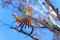 Princess Parrot (Polytelis alexandrae) displaying splayed tail feathers. Neale Junction Nature Reserve, Western Australia, September.