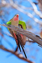 Princess Parrot (Polytelis alexandrae). Neale Junction Nature Reserve, Western Australia, September.