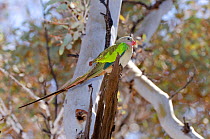 Princess Parrot (Polytelis alexandrae). Neale Junction Nature Reserve, Western Australia, September.