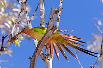 Princess Parrot (Polytelis alexandrae) displaying splayed tail feathers. Neale Junction Nature Reserve, Western Australia, September.