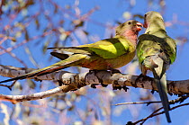 Princess Parrots (Polytelis alexandrae) interacting. Neale Junction Nature Reserve, Western Australia, September.