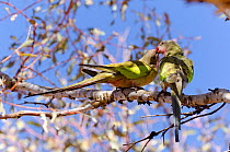 Princess Parrots (Polytelis alexandrae). Neale Junction Nature Reserve, Western Australia, September.