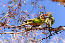 Princess Parrots (Polytelis alexandrae) interacting. Neale Junction Nature Reserve, Western Australia, September.