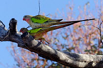 Princess Parrots (Polytelis alexandrae) mating. Neale Junction Nature Reserve, Western Australia, September.