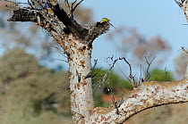 Princess Parrots (Polytelis alexandrae) at its nesting hole in tree. Neale Junction Nature Reserve, Western Australia, September.