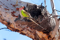 Princess Parrots (Polytelis alexandrae) outside its nesting hole in tree. Neale Junction Nature Reserve, Western Australia, September.