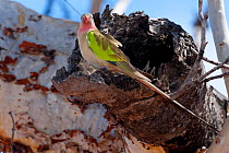 Princess Parrots (Polytelis alexandrae) at its nesting hole. Neale Junction Nature Reserve, Western Australia, September.