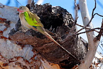 Princess Parrots (Polytelis alexandrae) at its nesting hole in tree. Neale Junction Nature Reserve, Western Australia, September.