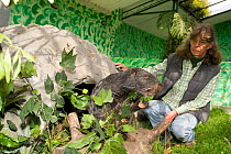 Pacarana (Dinomys branckii) and keeper, member of a breeding project. Captive. Biopark reserve, Cota, Bogota, Colombia, January 2010.