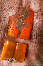 Close up of Pacarana (Dinomys branckii) teeth, showing typical rodent morphology. Member of a breeding project. Captive. Biopark reserve, Cota, Bogota, Colombia, January 2010.