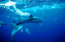 Pod of Common Dolphin (Delphinus delphis) under water surface. The Azores.