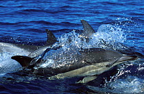 Common Dolphin (Delphinus delphis) breaching sea surface. The Azores.