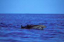 Fraser's Dolphins (Lagenodelphis hosei) at sea surface. Mayotte, northern Madagascar.