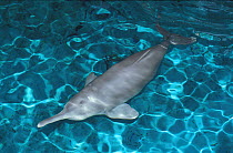 Yang Tze River Dolphin (Lipotes vexillifer) portrait. Captive 'Qi Qi'. Wuhan research and rehabilitation centre, 2001.