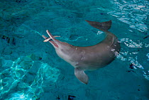 Yang Tze River Dolphin (Lipotes vexillifer) feeding on fish. Captive 'Qi Qi'. Wuhan research and rehabilitation centre, 2001.