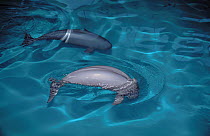 Finless Porpoises (Neophocaena phocaenoides) swimming in unison. Captive. Endemic to South East Asia and the Yangtse River.