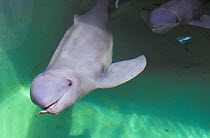 Irrawaddy Dolphin (Orcaella brevirostris). Captive, Jakarta Zoo, Indonesia.