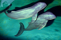 Irrawaddy Dolphins (Orcaella brevirostris). Captive, Jakarta Zoo, Indonesia.