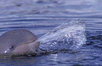 Irrawaddy Dolphin (Orcaella brevirostris) spitting water. Captive, Thailand.