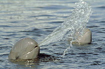 Irrawaddy Dolphin (Orcaella brevirostris) spitting water. Captive, Thailand.