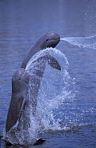 Irrawaddy Dolphins (Orcaella brevirostris) jumping and spitting water. Captive, Thailand.