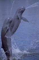 Irrawaddy Dolphins (Orcaella brevirostris) jumping and spitting water. Captive, Thailand.