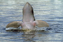 Irrawaddy Dolphin (Orcaella brevirostris) swimming on its back. Captive, Thailand.