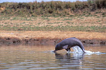 Ganges River Dolphin (Platanita gangetica) breaching. Endangered. The Ganges, India.