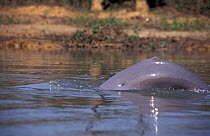 Ganges River Dolphin (Platanita gangetica) with spear wound - the species is hunted for 'medical remedies'. Endangered. The Ganges, India.
