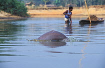 Ganges River Dolphin (Platanita gangetica) in front of fisherman. Habitat destruction and disturbance are the main causes of this species' decline. Ganges, India.