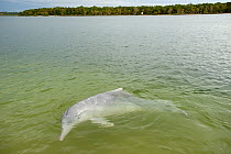 Australian humpback dolphin (Sousa sahulensis)  at sea surface. Tin Can Bay, Queensland, Australia, September.