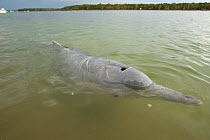 Australian humpback dolphin (Sousa sahulensis)  portrait. Tin Can Bay, Queensland, Australia, September.