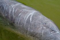 Australian humpback dolphin (Sousa sahulensis)  dorsal skin, showing scratch marks, thought to be from social interactions or competition with other dolphin. Tin Can Bay, Queensland, Australia, Septem...