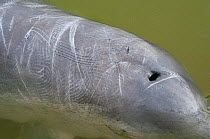 Australian humpback dolphin (Sousa sahulensis)  dorsal skin, showing scratch marks, thought to be from social interactions or competition with other dolphin. Tin Can Bay, Queensland, Australia, Septem...