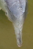 Australian humpback dolphin (Sousa sahulensis)  beak below water. Tin Can Bay, Queensland, Australia, September.