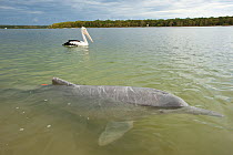 Australian humpback dolphin (Sousa sahulensis)  at surface with pelican. Tin Can Bay, Queensland, Australia, September.