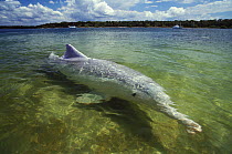 Australian humpback dolphin (Sousa sahulensis)  portrait at surface. Tin Can Bay, Queensland, Australia, September.