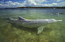 Australian humpback dolphin (Sousa sahulensis)  at surface. Tin Can Bay, Queensland, Australia, September.