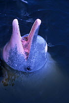 Australian humpback dolphin (Sousa sahulensis)  with mouth open at surface. Captive. Australia.