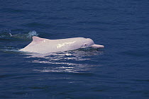 Indo-Pacific Humpbacked Dolphin (Sousa chinensis) at surface. The coastal Hong Kong waters have these very pale individuals, giving the species its alternative name, the Chinese White Dolphin.