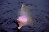 Australian humpback dolphin (Sousa sahulensis)  at surface with beak open. White dolphin turn pink when excited. Captive. Australia.
