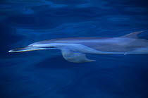 Pantropical Spotted Dolphin (Stenella attenuata) beneath sea surface. Ballena National Marine Park, Costa Rica.