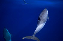 Pantropical Spotted Dolphins (Stenella attenuata) under sea surface. Ballena National Marine Park, Costa Rica.