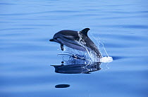Striped Dolphin (Stenella coeruleoalba) breaching. Costa Rica. Sequence 1 of 2.