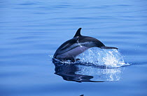 Striped dolphin (Stenella coeruleoalba) breaching. Costa Rica. Sequence 2 of 2.