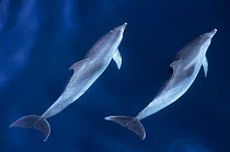 Atlantic Spotted Dolphin (Stenella frontalis) swimming in unison, seen from above. Azores.