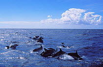 Large pod of Atlantic Spotted Dolphin (Stenella frontalis) breaching. Azores.