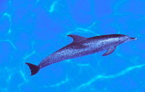 Atlantic Spotted Dolphin (Stenella frontalis). The Bahamas.