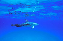 Atlantic Spotted Dolphin (Stenella frontalis) under sea surface. The Bahamas.