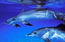 Group of Atlantic Spotted Dolphin (Stenella frontalis) beneath sea surface. The Bahamas.